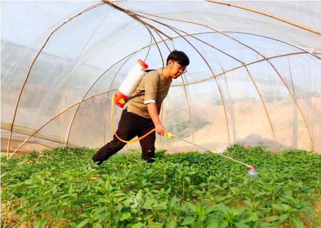 治疗工业辣椒炭疽病的高效农药,辣椒细菌性叶斑病和炭疽病区分