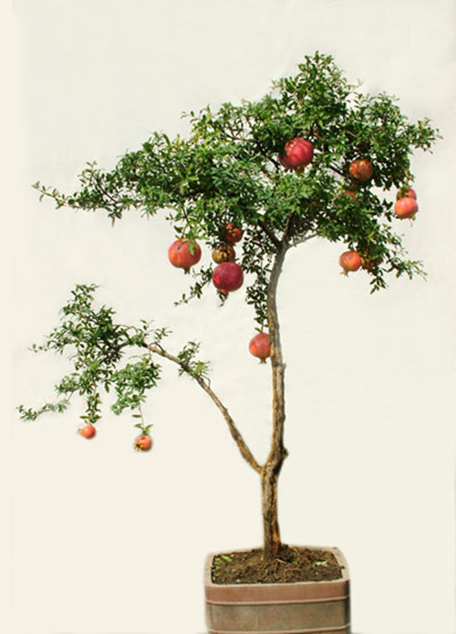 移栽的石榴树叶子掉了蔫了能活吗,石榴换盆后叶子蔫了怎么补救