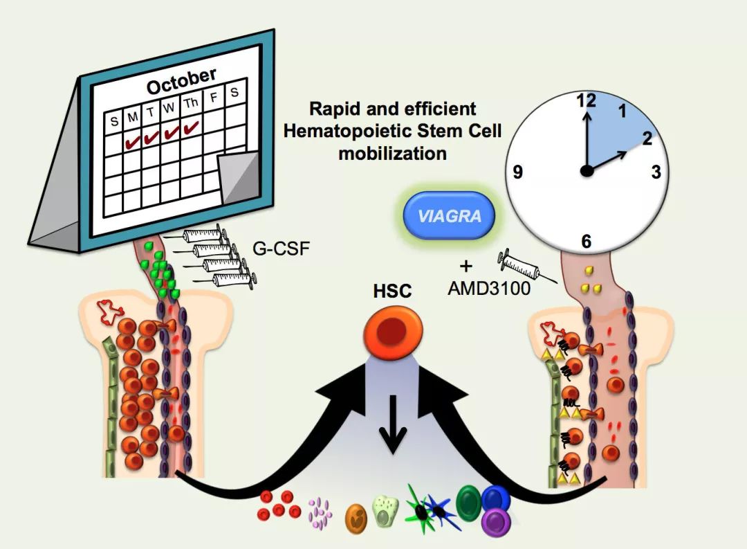 伟哥是什么原理真的有用吗,什么伟哥最有效没有副作用