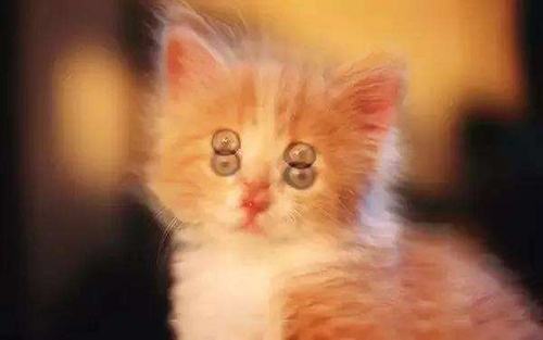 隐形验光时需要注意哪些,长期戴隐形眼镜怎么验光