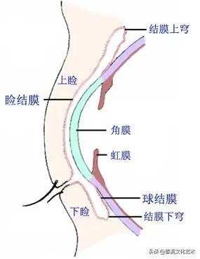 为什么纹美瞳线会露眼白,纹美瞳线第二天肿怎么快速消肿