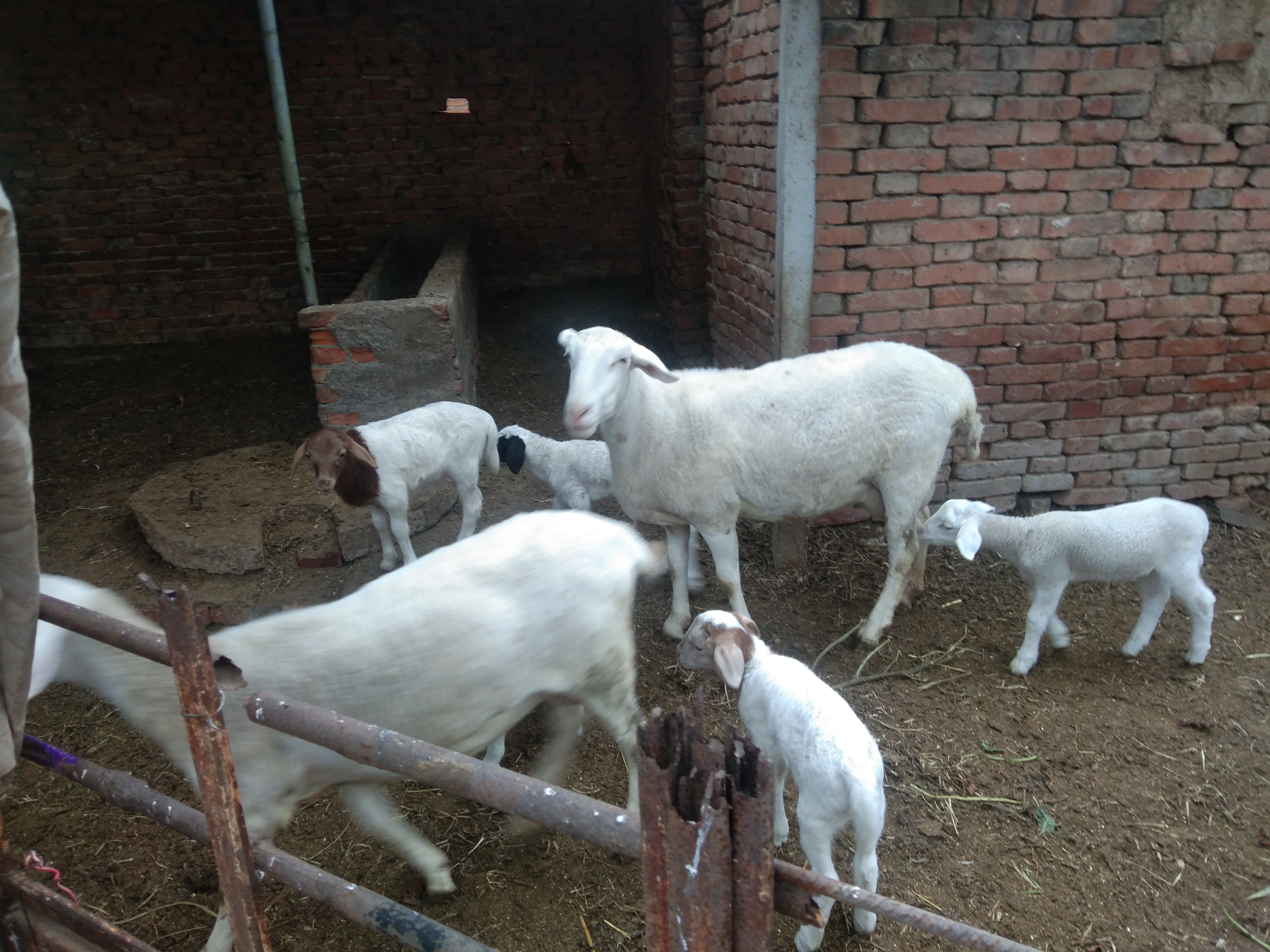 羊有布病的症状及治疗方法,羊粪怎么判断羊病