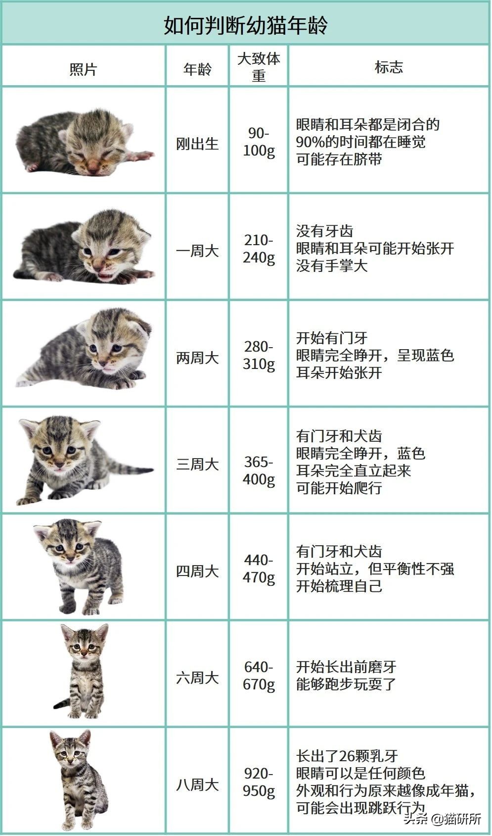 如果捡到小奶猫怎么办,捡到小奶猫要怎么处理