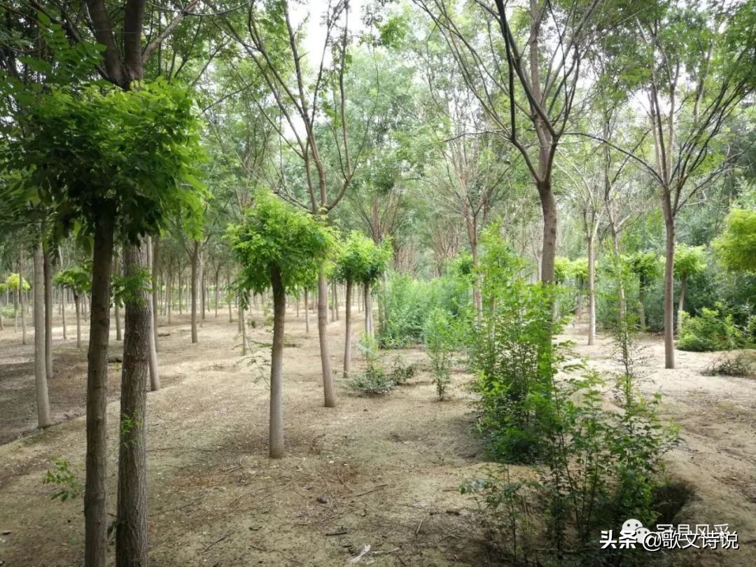 山东冠县精品苗木基地,冠县种植基地