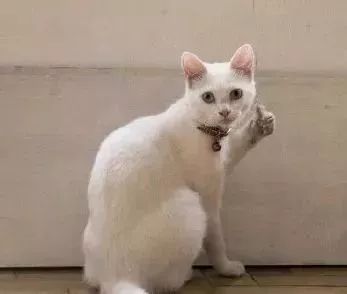 广州日常生活攻略,广州生活必知道的50个小知识