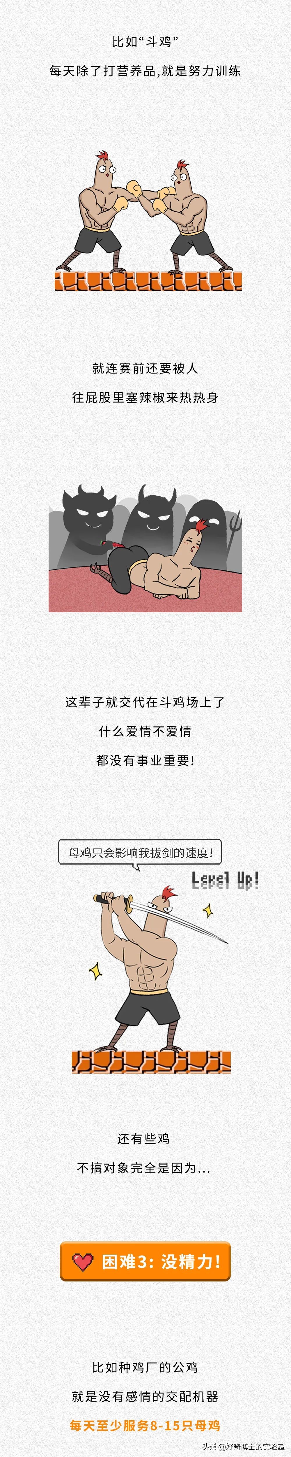 一只鸡难倒一群狗,一只鸡能有什么坏心思