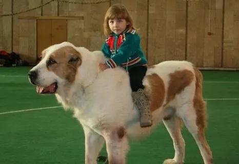 各国猛犬品种排名,各国品种猛犬