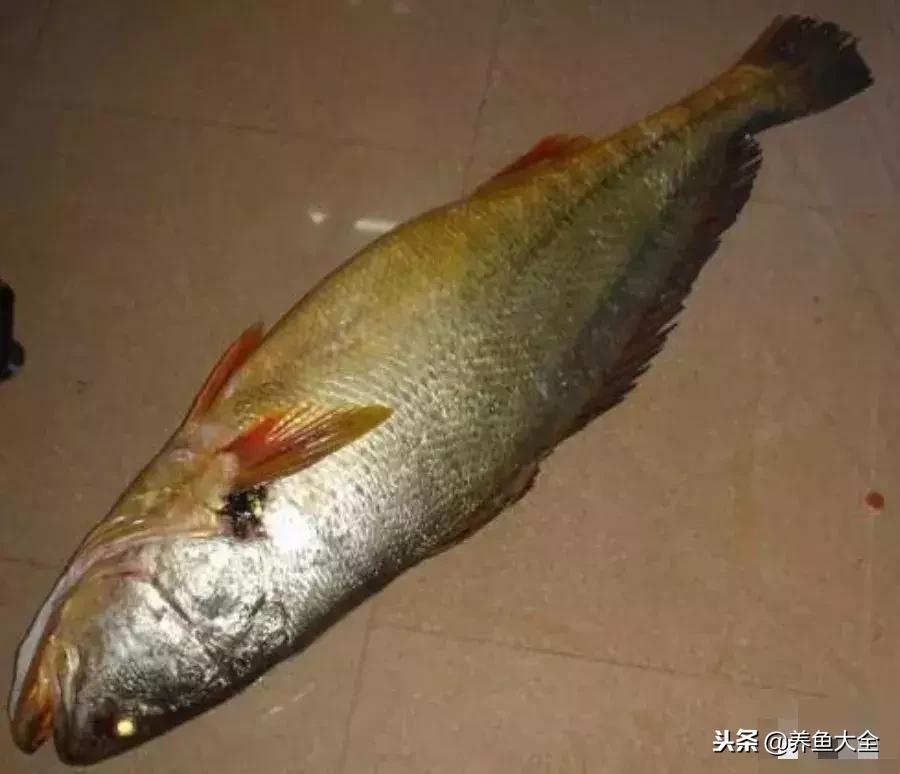 最贵的海水观赏鱼排名前十名,中国最贵的观赏鱼排行榜top10