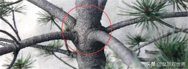 怎样学会修剪果树枝,五分钟学会修剪花树