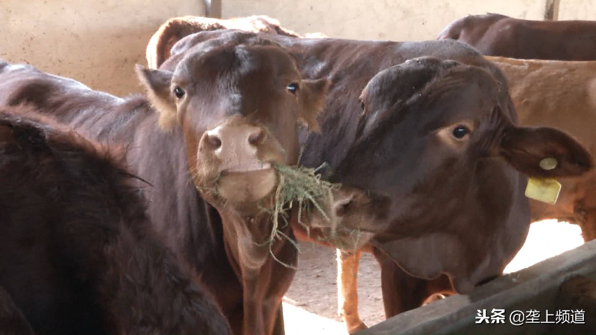 兵哥哥家禽养殖,兵哥哥教你养猪
