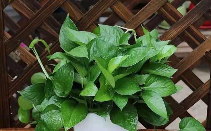 绿萝叶片发黄是什么原因怎样养,绿萝叶片发黄怎么解决