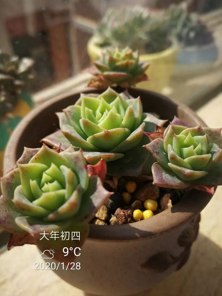 一杯清茶一道暖阳,一杯清茶温暖的时光