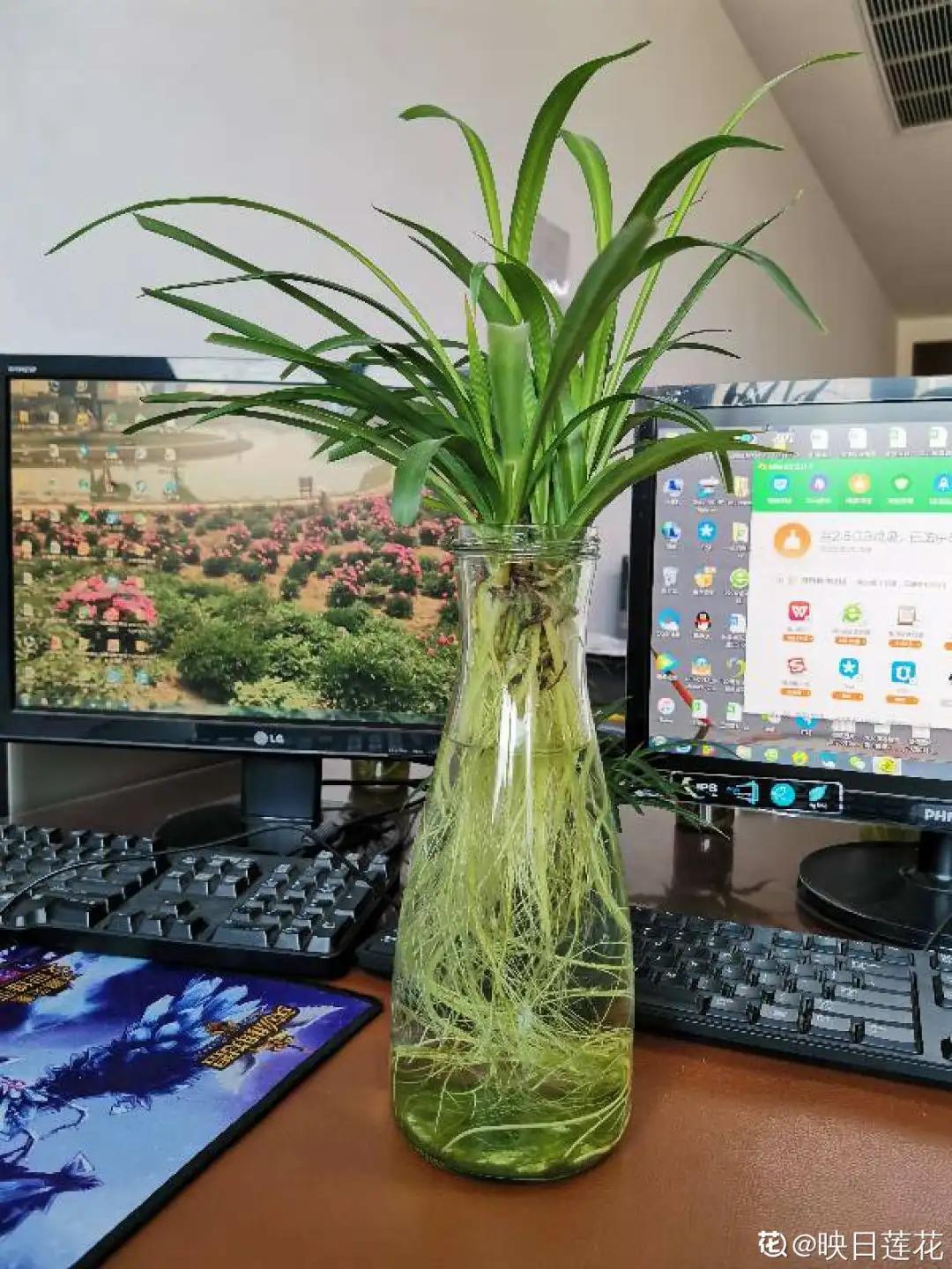 夏天养几盆水培花，清凉又干净，只用水就爆满根，叶子绿得直冒油