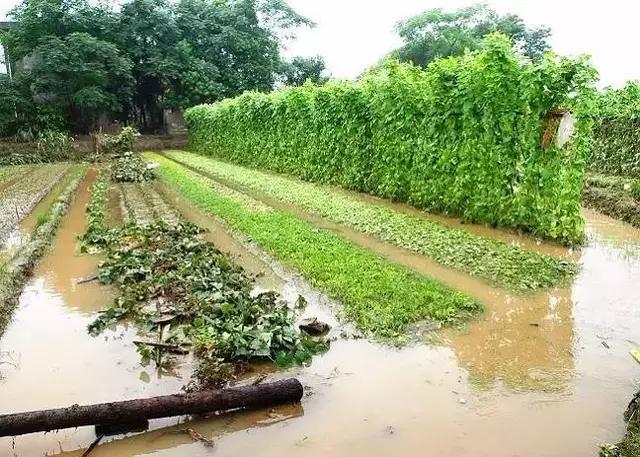 蔬菜受涝的补救措施,蔬菜被淹后怎么管理