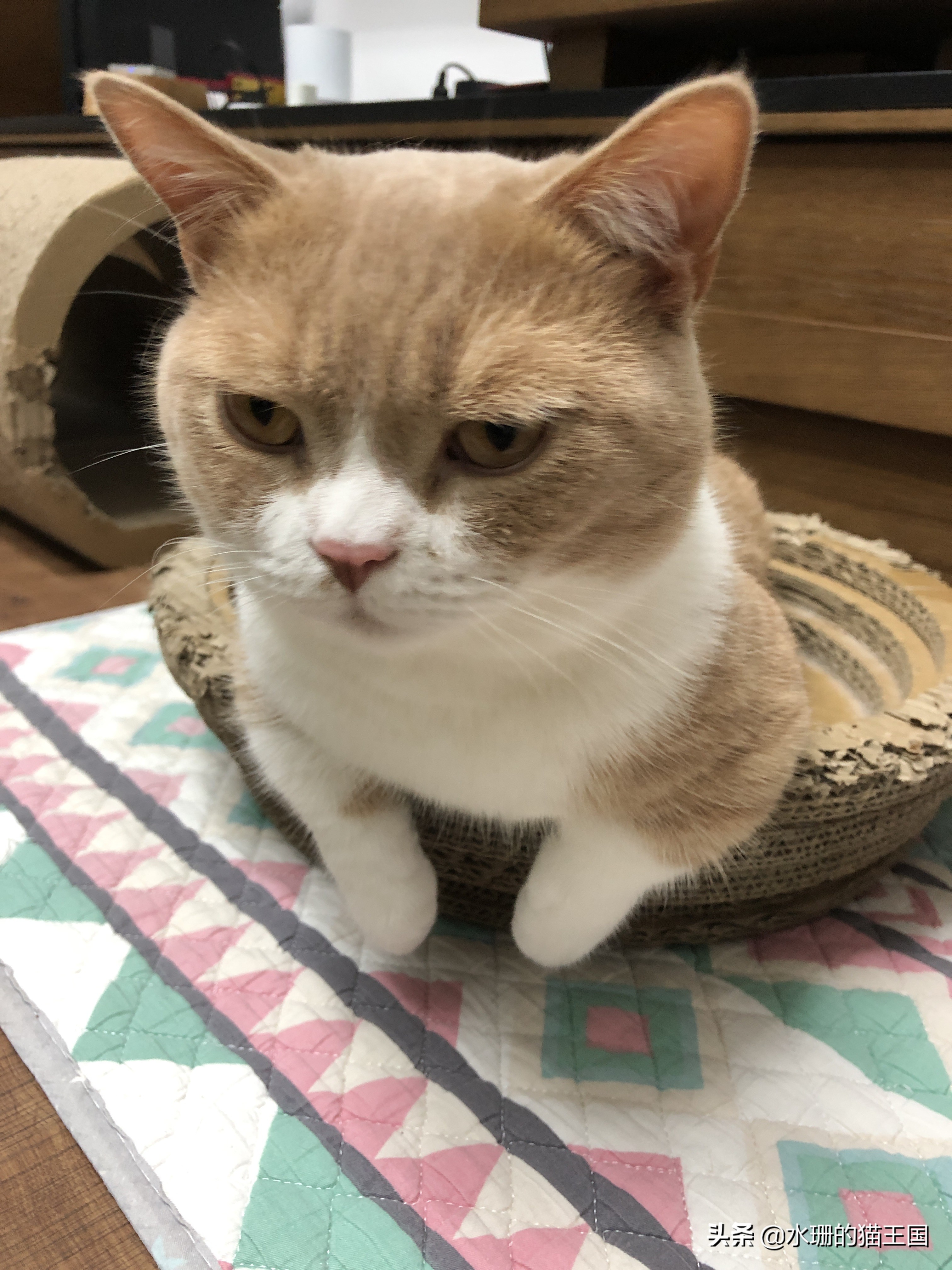 猫咪腹泻日常怎么办,猫咪腹泻紧急处理办法视频