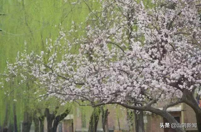 人间四月春暖花开散文,最美人间四月天优美散文