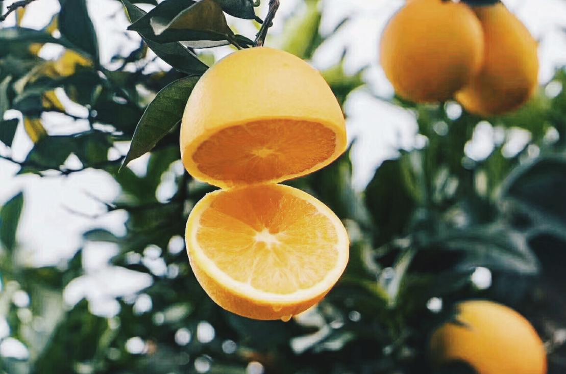 湖南橙子哪里产的最好吃,橙子怎么挑才最甜最好吃