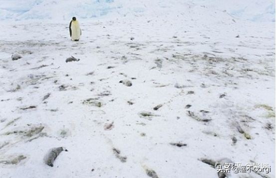 全球变暖南极为什么越冷,企鹅在南极为什么不被冻死