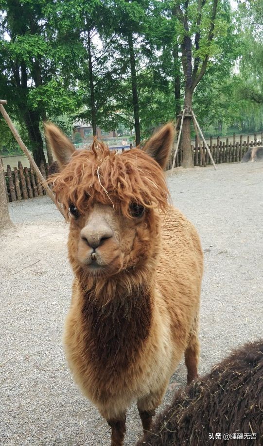 上海浦东森林野生动物园,上海野生动物园65岁以上免票吗