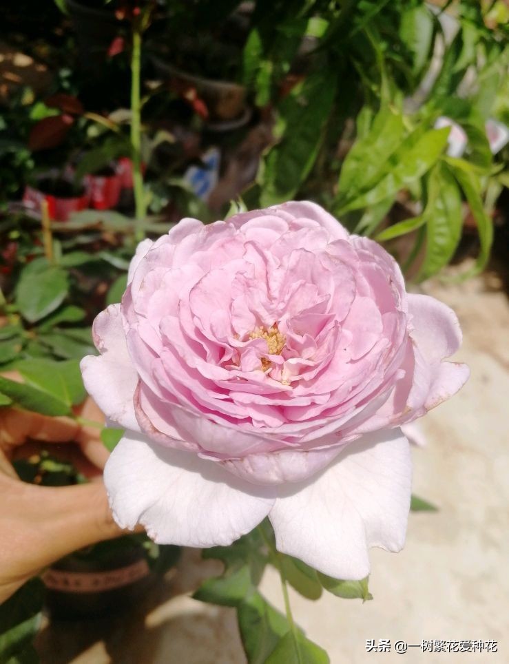 蓝色风暴月季为什么不好养,蓝色风暴月季收到货应该怎么缓苗