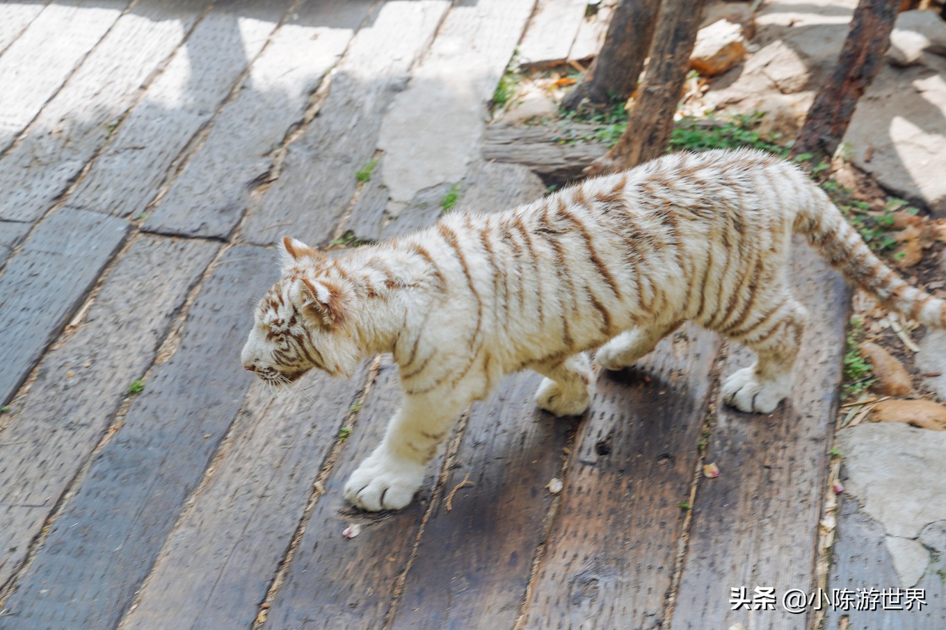 寒假广州长隆三天两夜亲子游攻略,带孩子广州长隆旅游攻略