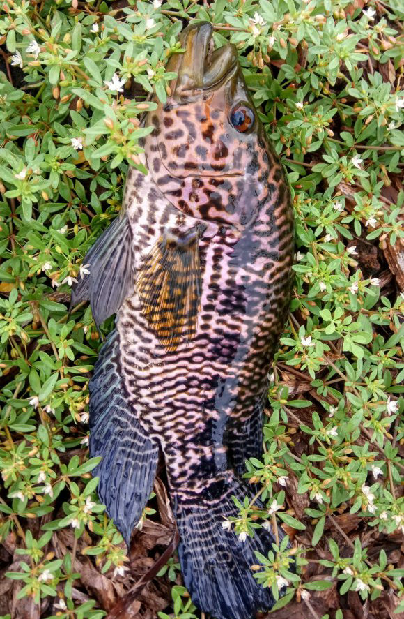 巴沙鱼观赏鱼,巴沙鱼属于物种入侵么