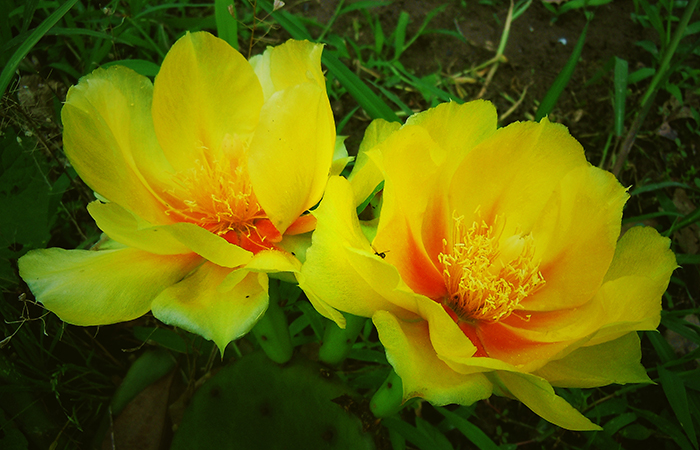 世界上最贵的花是什么,世界上最贵花