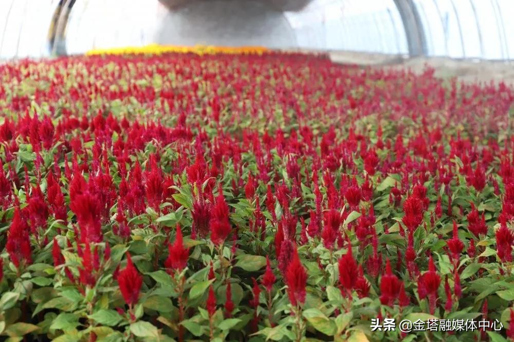 *疆新**兵团二师：开都河畔“花经济”带给职工“花样幸福”