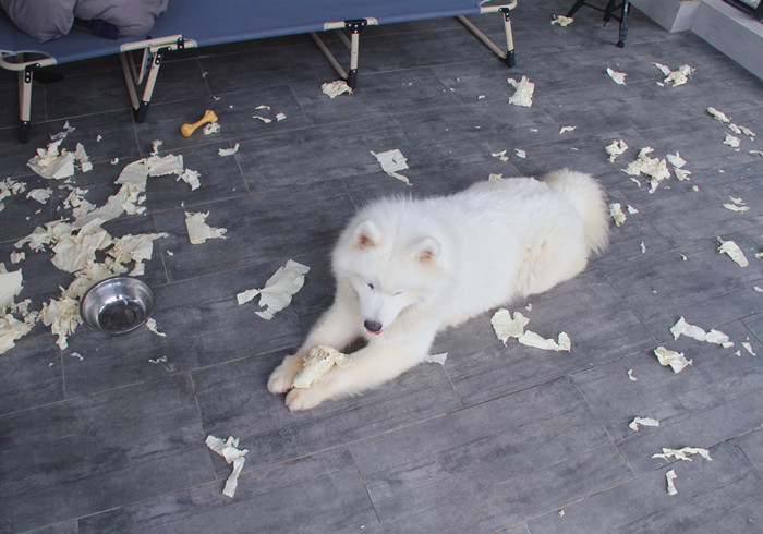 狗狗饿了什么都不吃怎么回事,狗狗零食辟谣