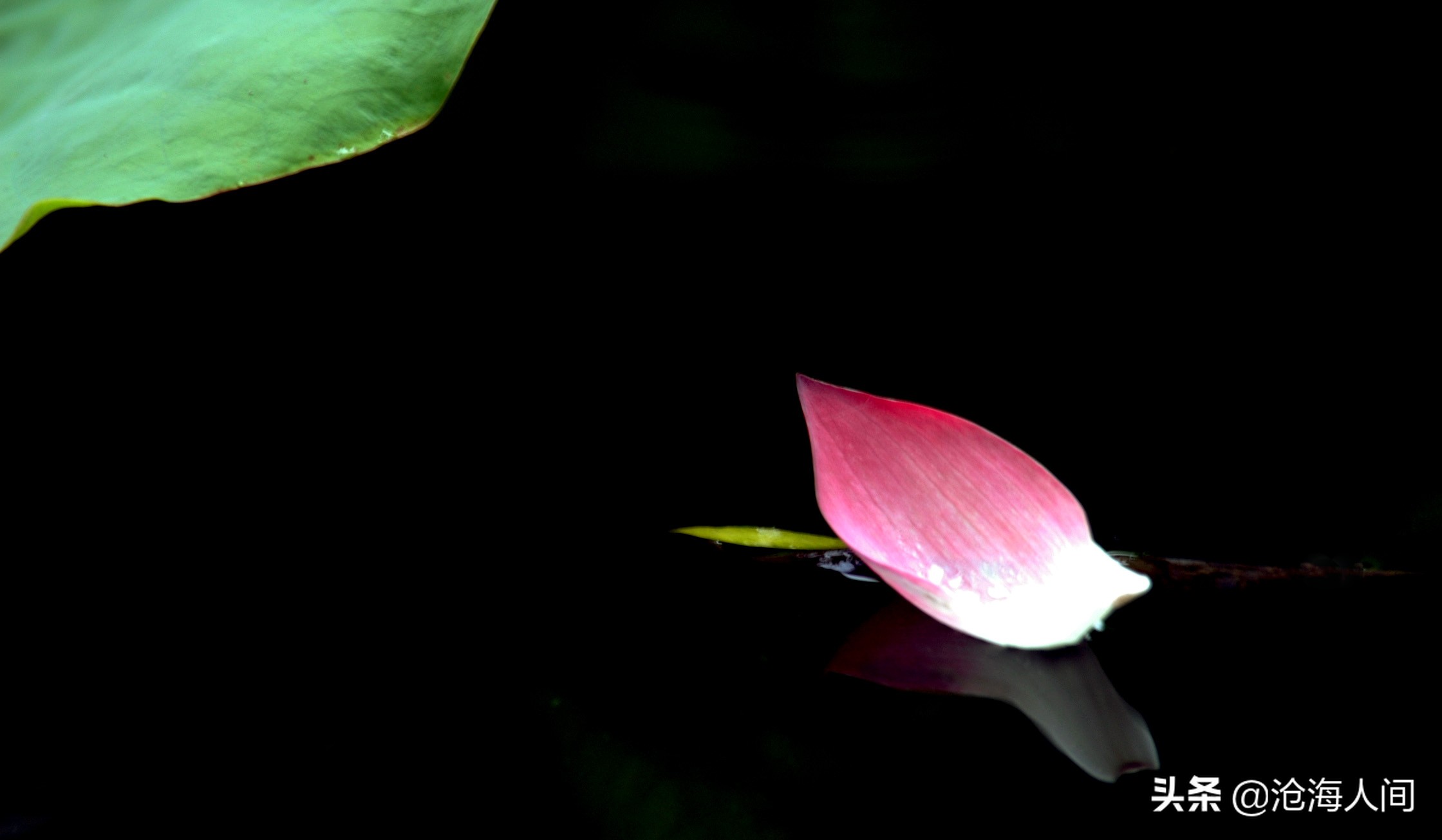 写荷花的诗词有多少,禅意荷花的诗词