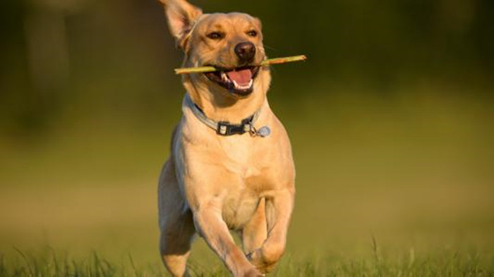 对狗友说的话,爱狗人士说说心里话