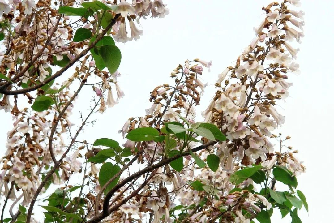 今日清明的表情,今日清明共寄哀思