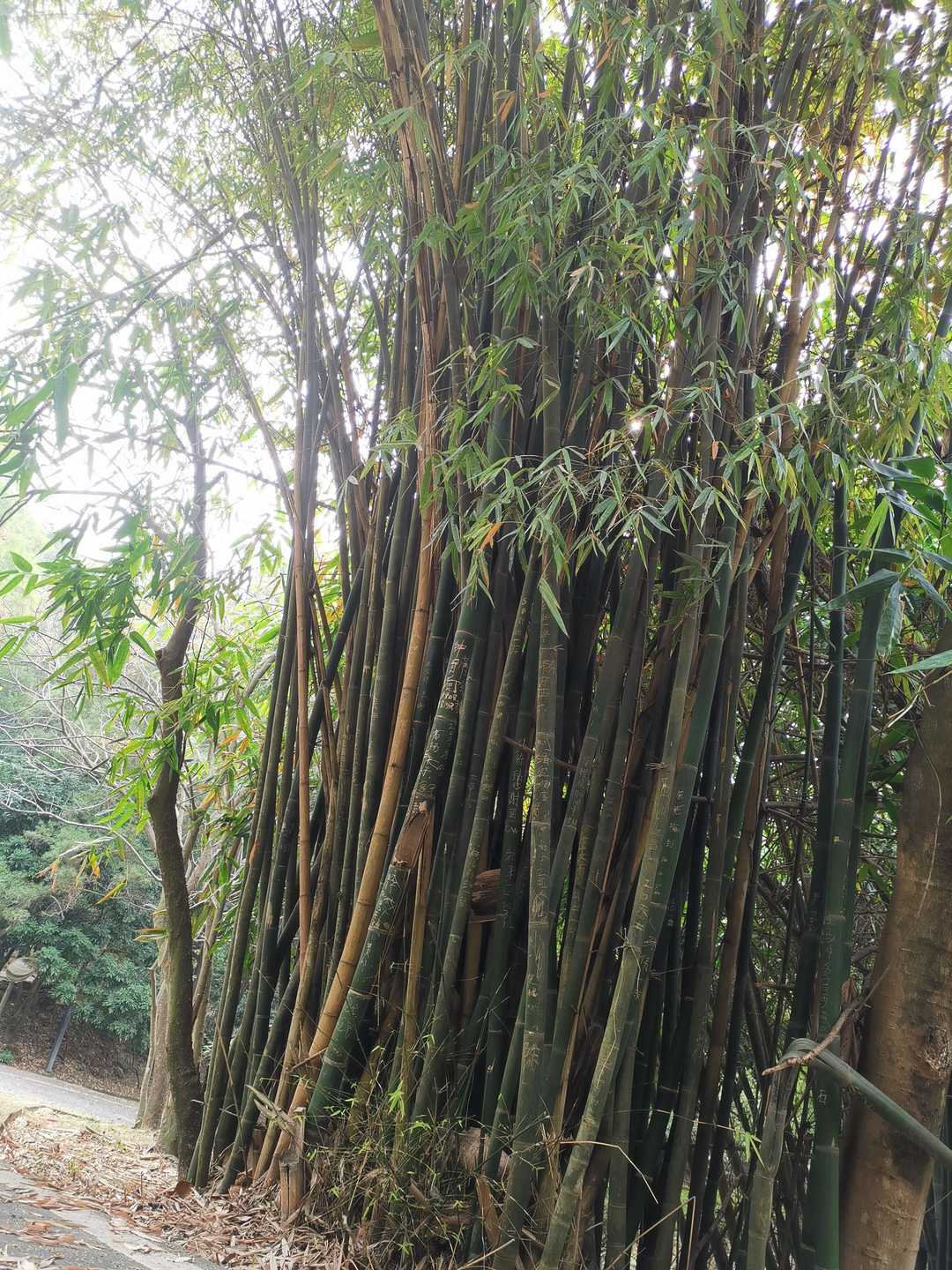 厦门市天竺山一日游,厦门天竺山攻略