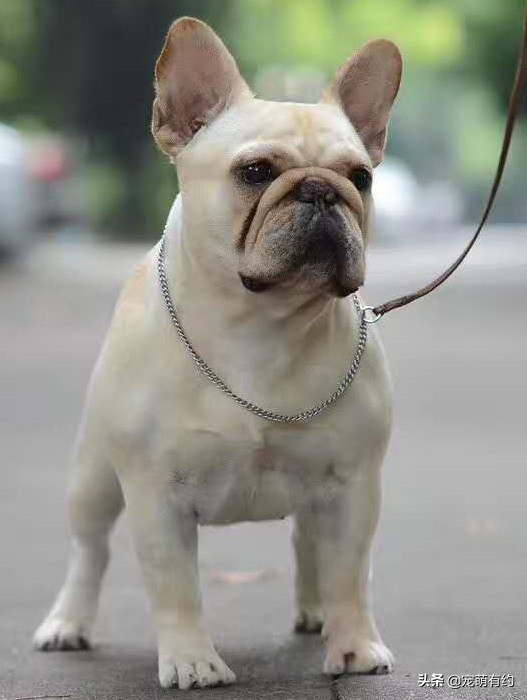 法国斗牛犬夏天该睡什么狗窝,法国斗牛犬夏天防中暑宝典