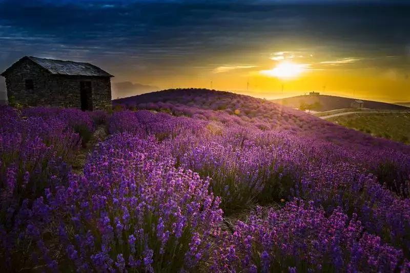 紫色胜境美翻了，世界第三大薰衣草芳香小镇竟然就在山东潍坊