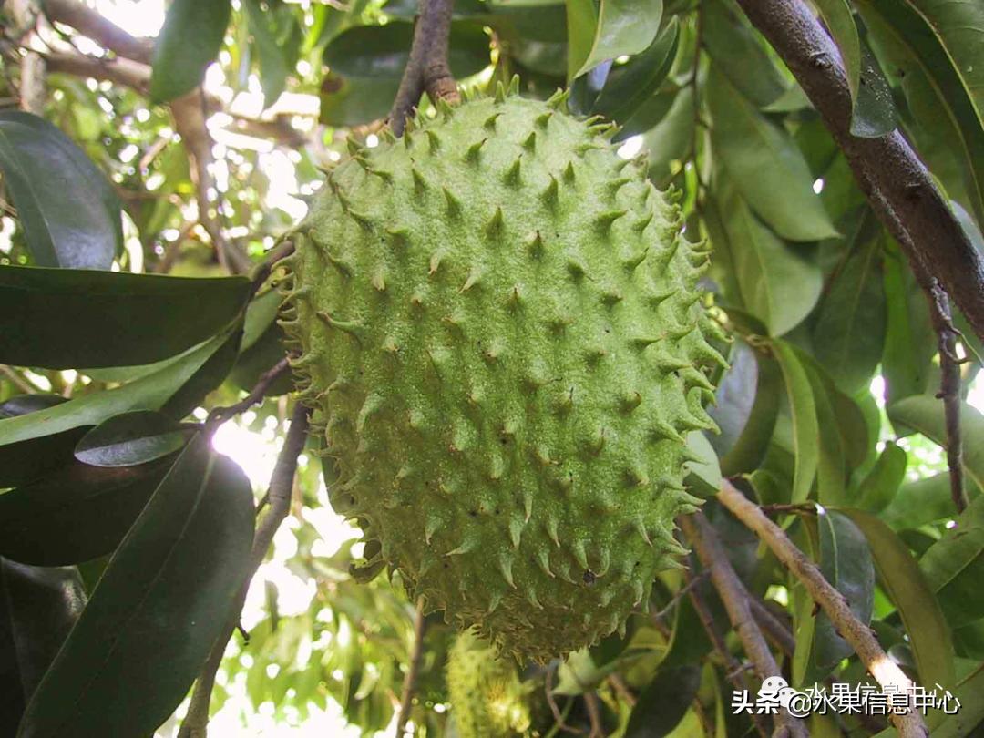 目前释迦最好的品种,粉色释迦