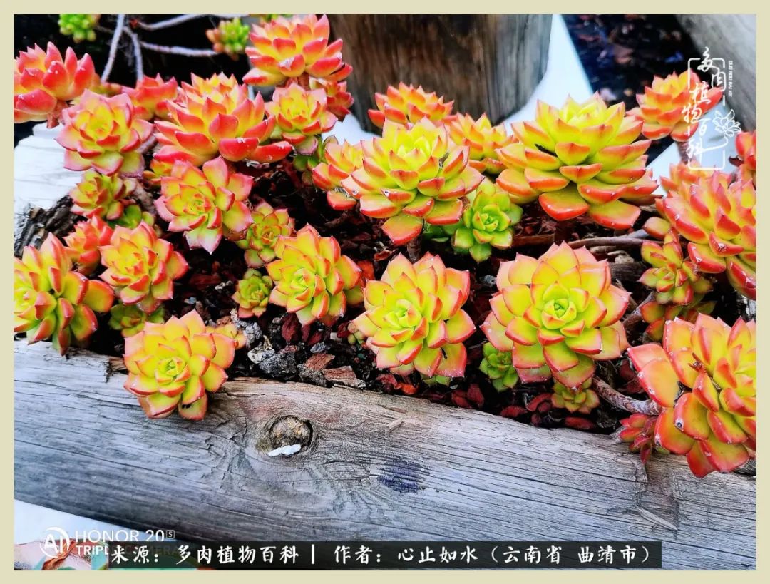 感谢陪伴感恩所有的遇见,让每个人都能感受到多肉的美好