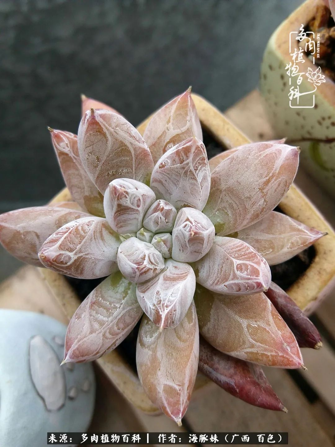 七月的雨,八月的风,多肉植物,我还是喜欢你