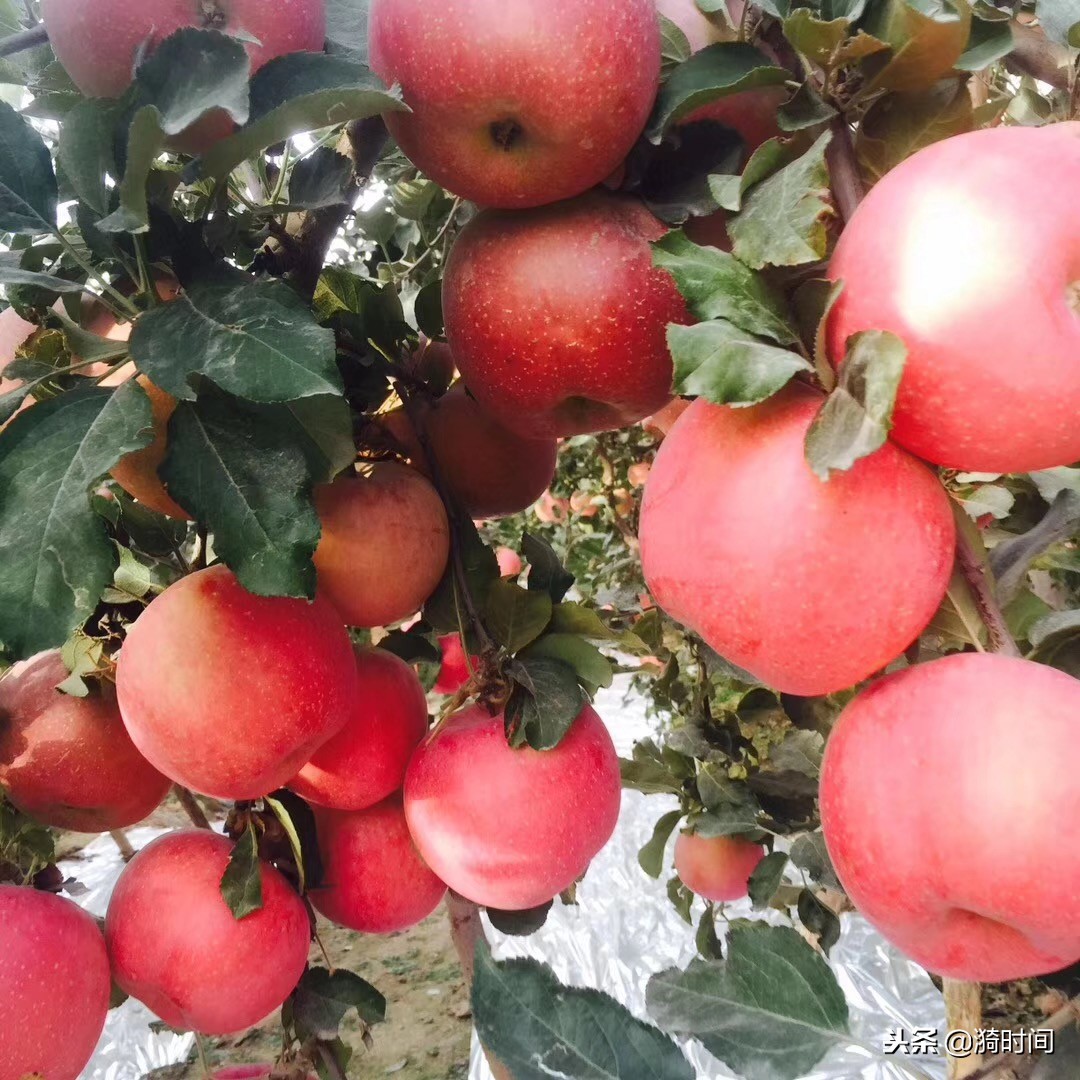 璐洶鍘夸紭璐ㄥ啘浜у搧,璐洶鍘垮啘浜у搧