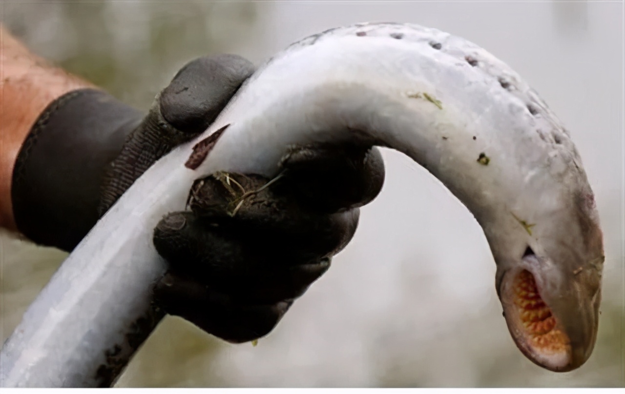 鳗鱼钻入人体的恐怖片名,鳗鱼入侵城市的电影