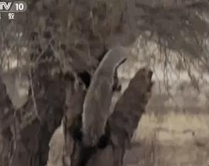 你们吃的野味蜜獾，居然是称霸非洲的平头哥