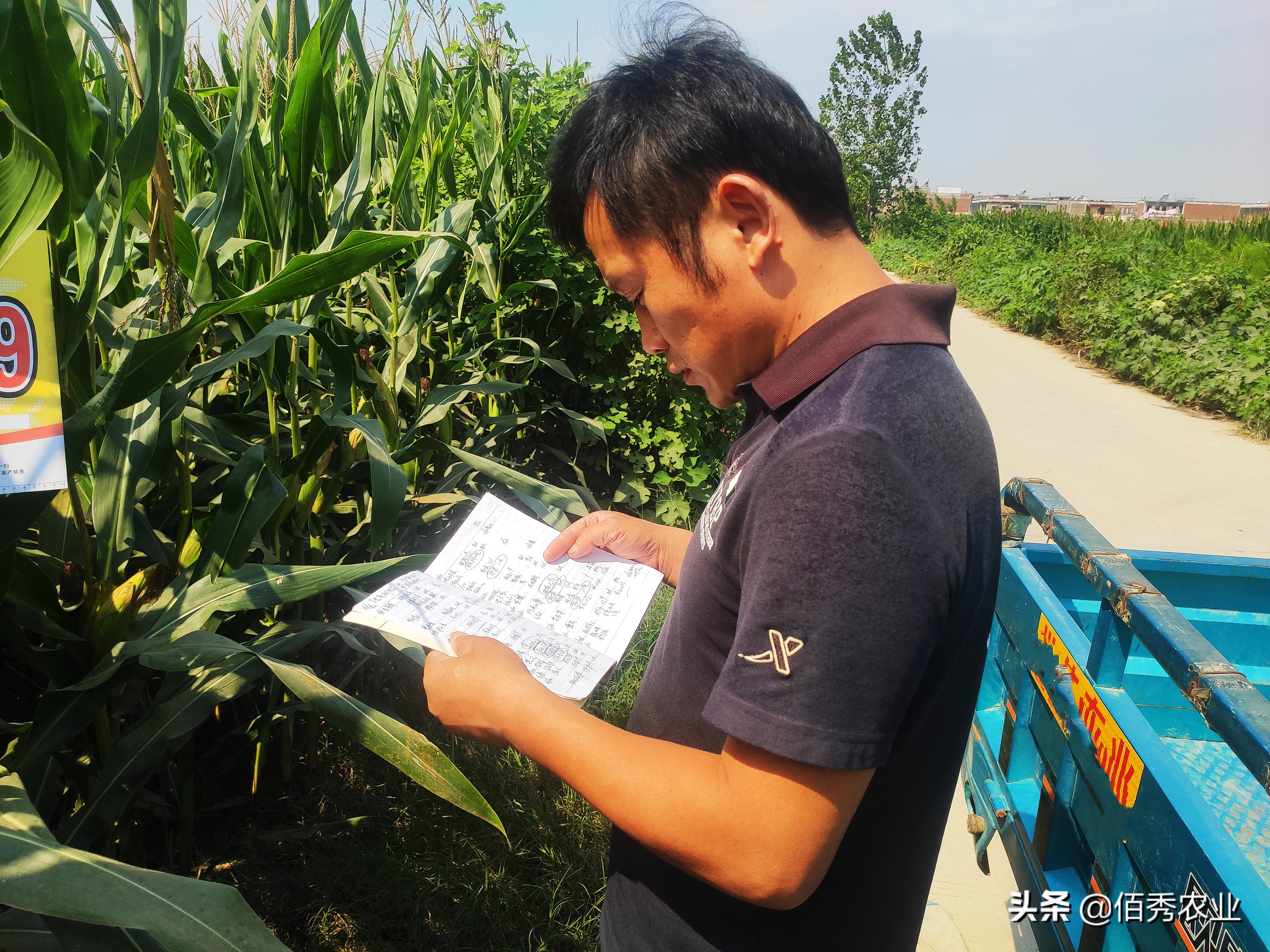 玉米是深栽还是浅栽,玉米是稀植高产还是密植高产