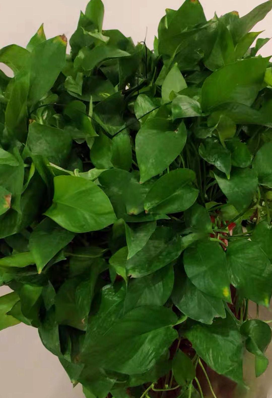 绿萝老化了怎么翻新,绿萝叶干烂了怎么回事