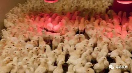 排黄色的粘稠物是什么原因,咳嗽黑便是什么原因