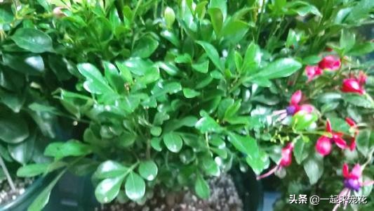 泡过的烟头养花可以吗,烟头泡水养花起什么作用