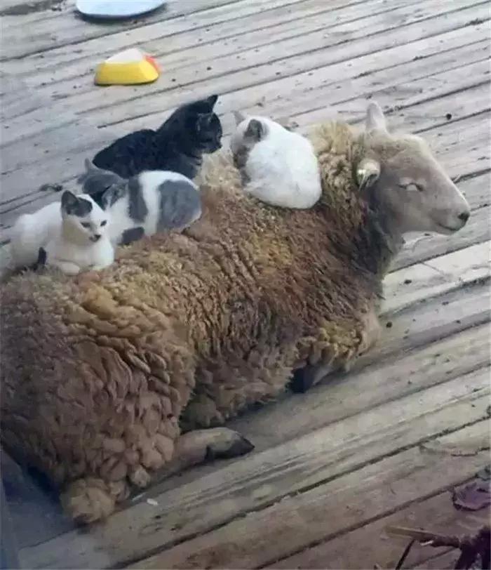 猫咪帮主人铲屎,猫咪热情帮铲屎官牧羊