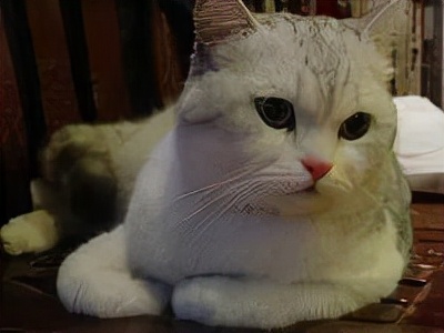 长着胡子的猫咪什么品种,有胡子的猫咪是哪种猫