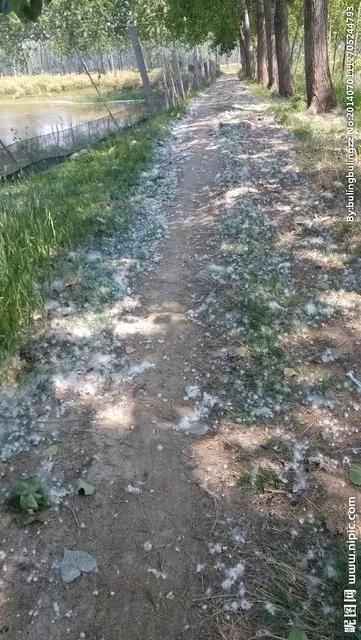 杨树的简介,杨树的全部作品