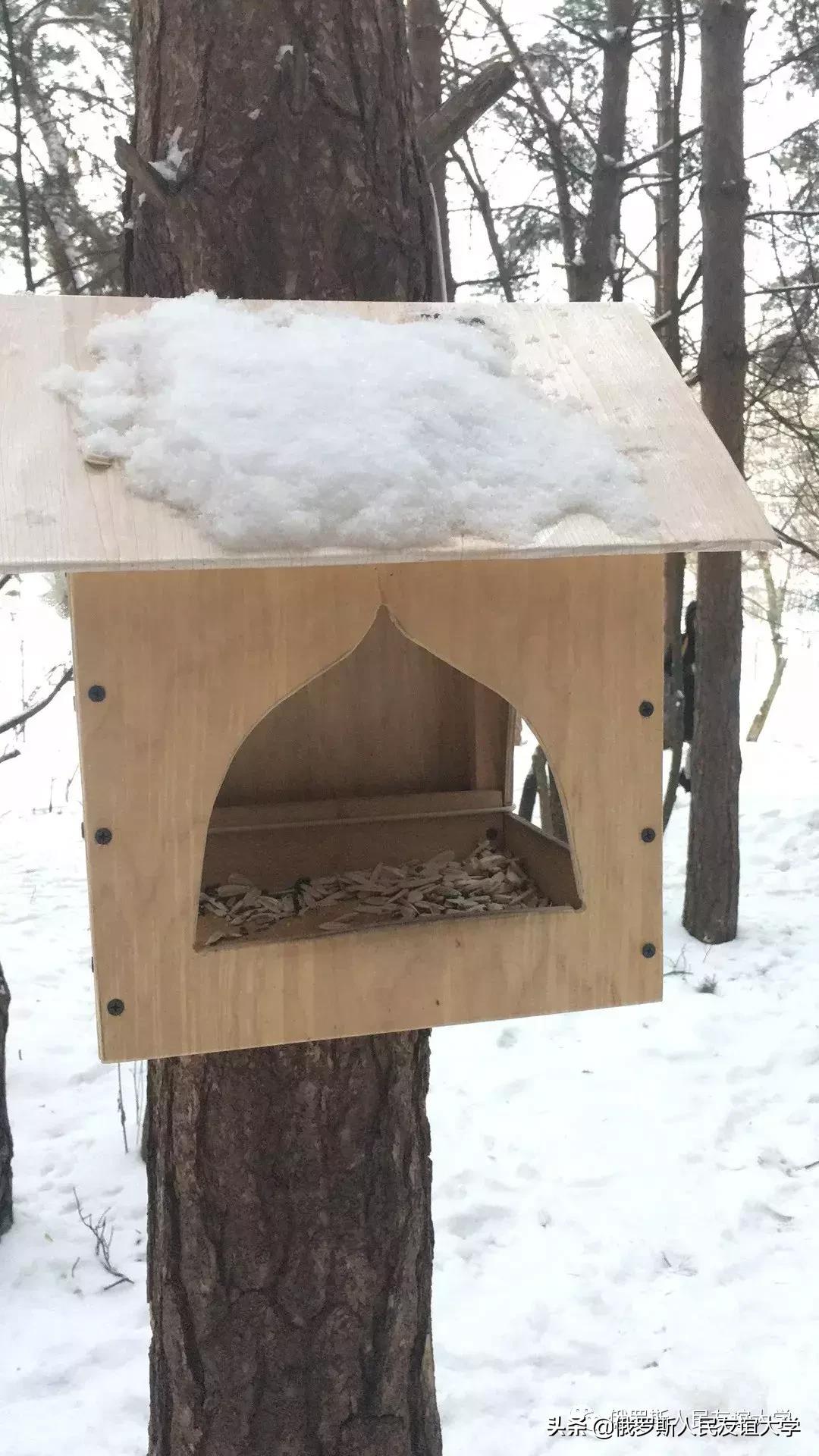 小松鼠的家在哪里是什么样的,寻找小松鼠的家