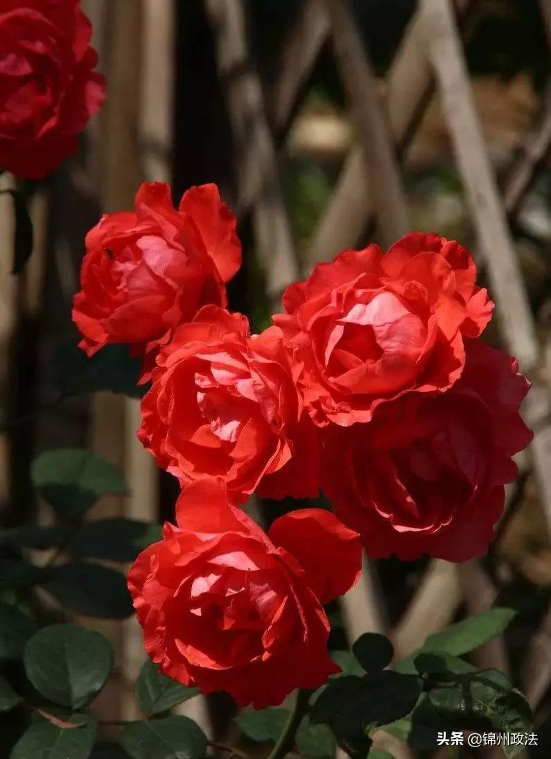 沈阳有什么特色农产品,辽宁省14个市县特产农产品